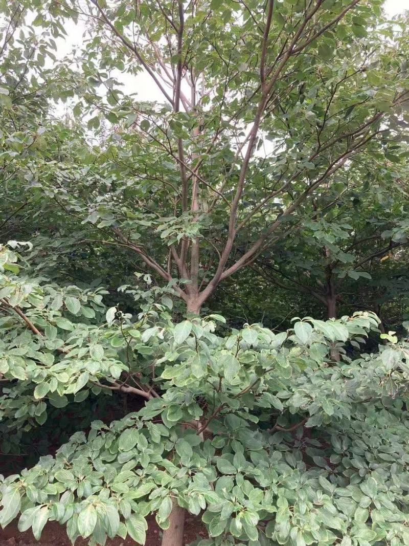 灯台房地产绿化行道风景公园绿化植树造林占地用苗房地产绿化
