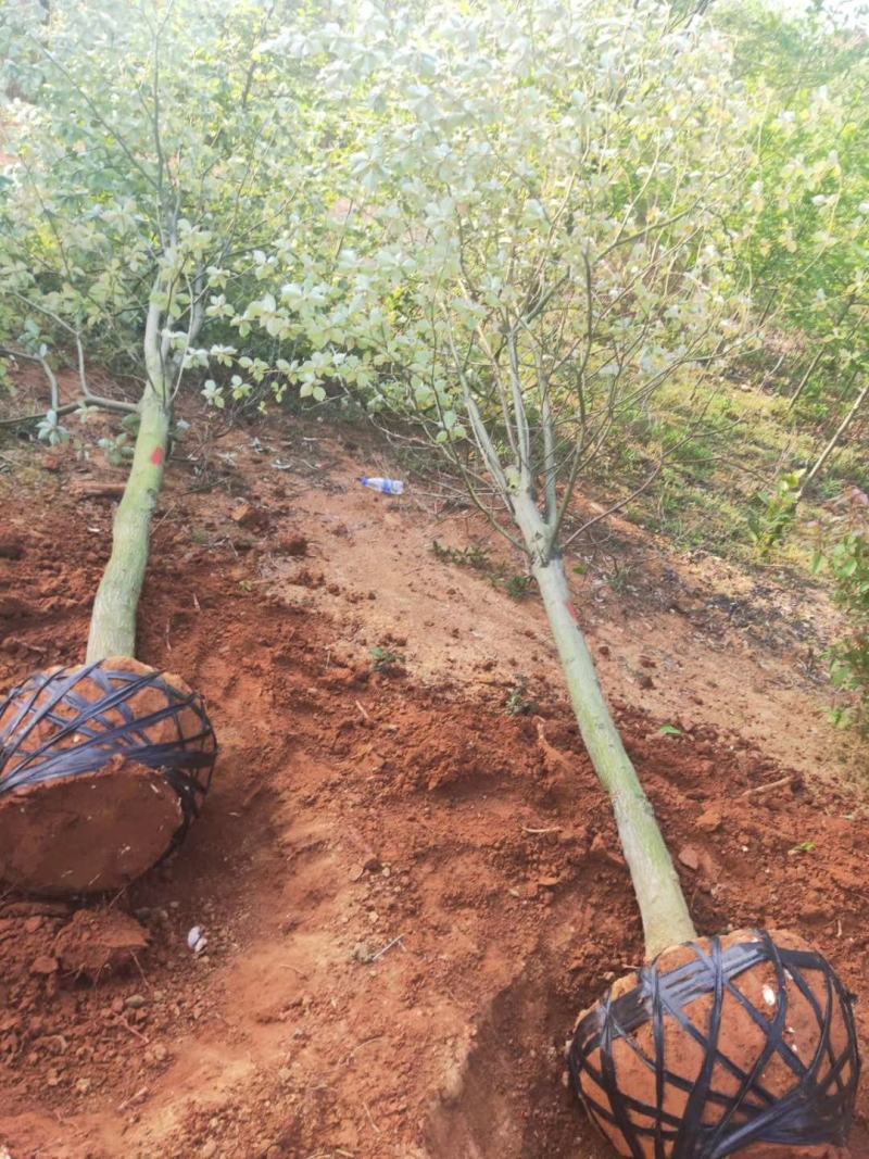 灯台房地产绿化行道风景公园绿化植树造林占地用苗房地产绿化