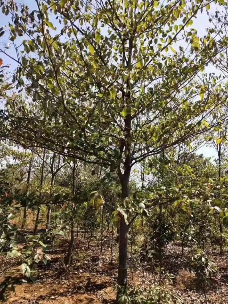 灯台房地产绿化行道风景公园绿化植树造林占地用苗房地产绿化