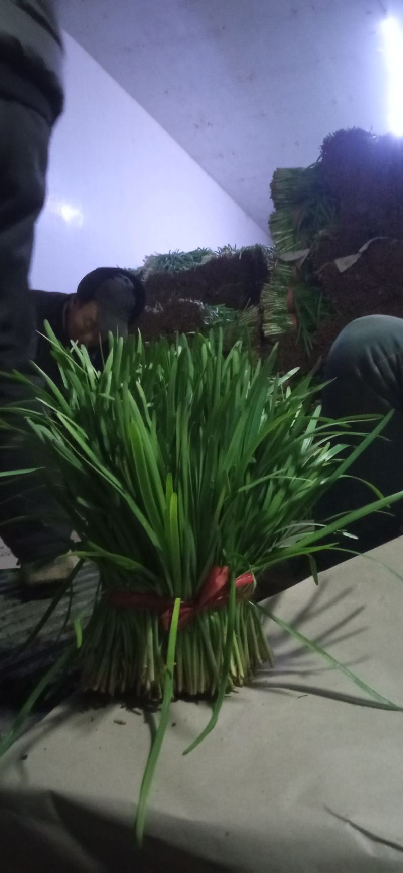 本地韭菜已上量诚寻各地客户收售合作诚信代收代发