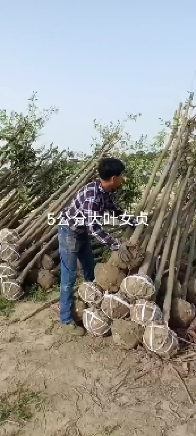 自家苗圃盐城东台3.4.56.7公分大叶女贞清地处理量大