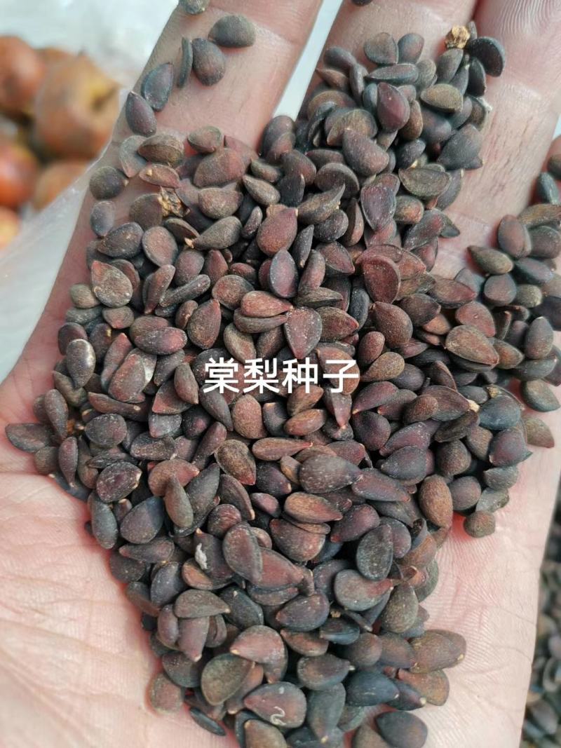 棠梨种子梨籽梨树种子