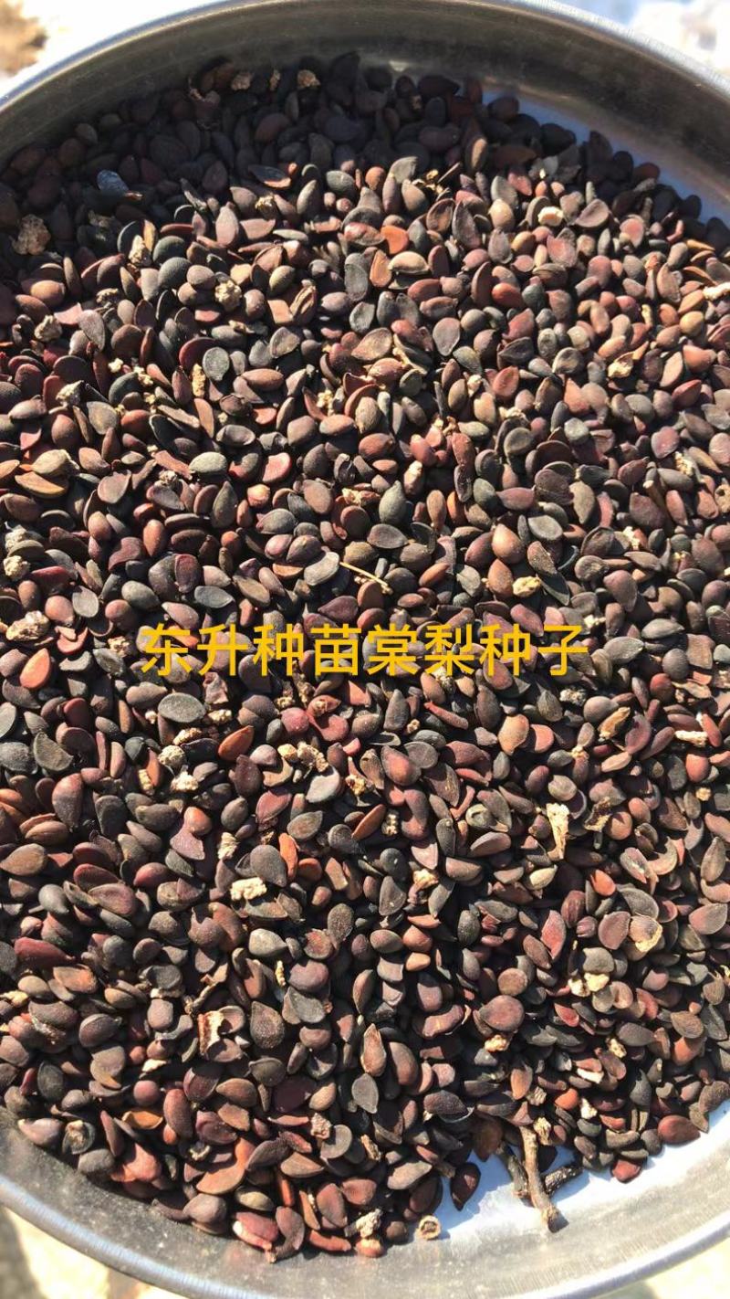 棠梨种子梨籽梨树种子