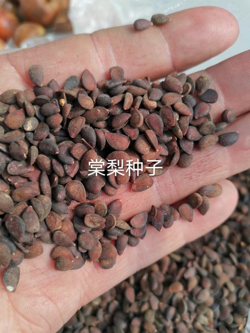 棠梨种子梨籽梨树种子