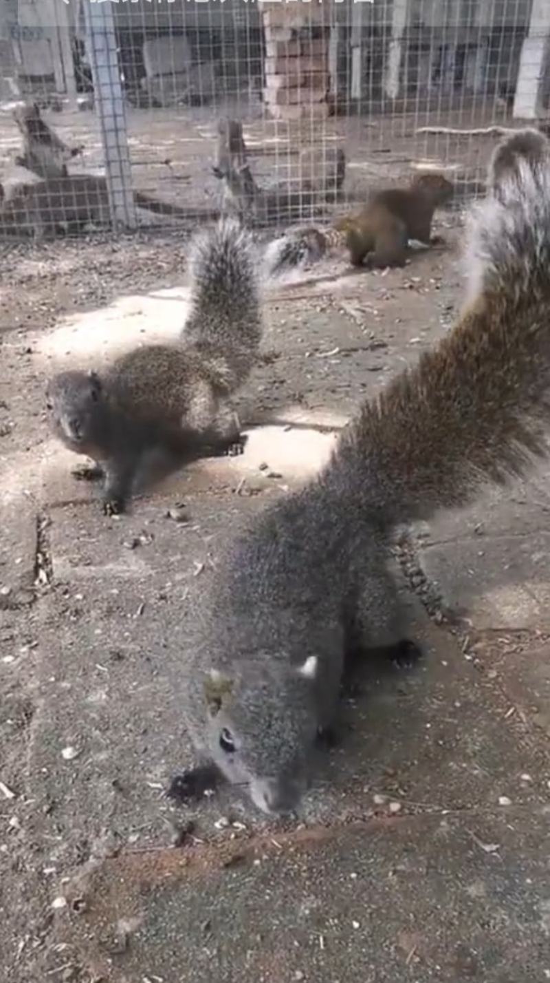 红腹松