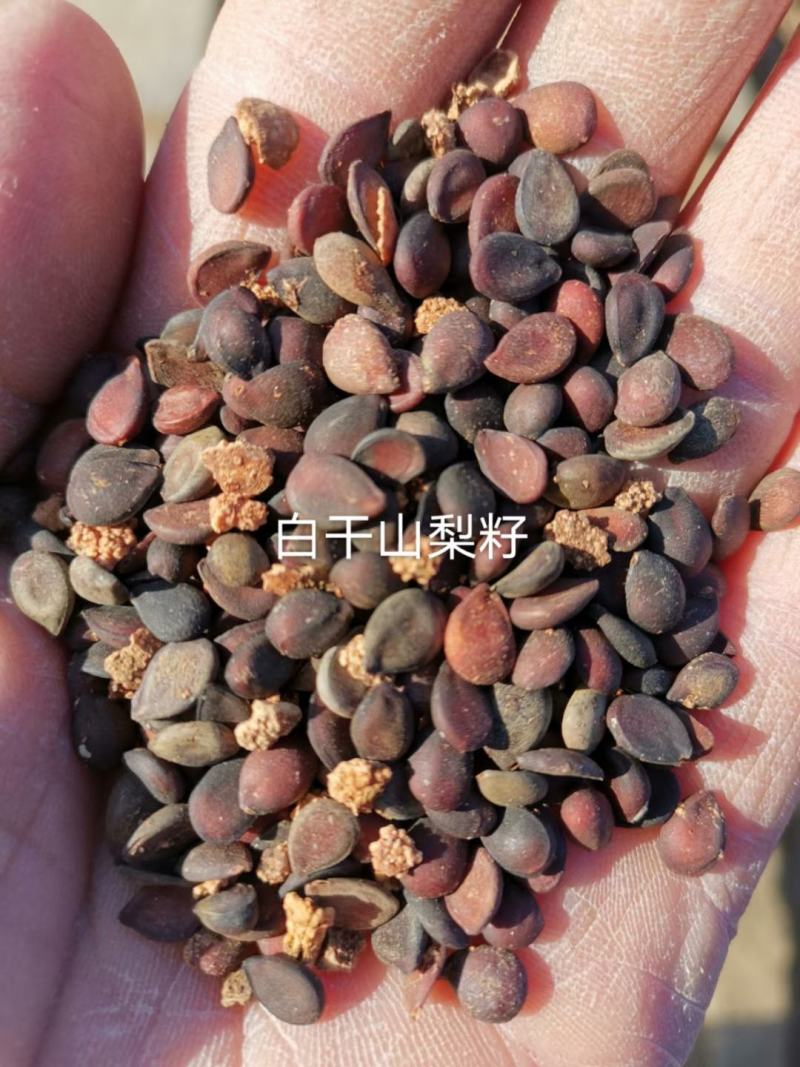 梨籽白杆山梨种子梨树种子