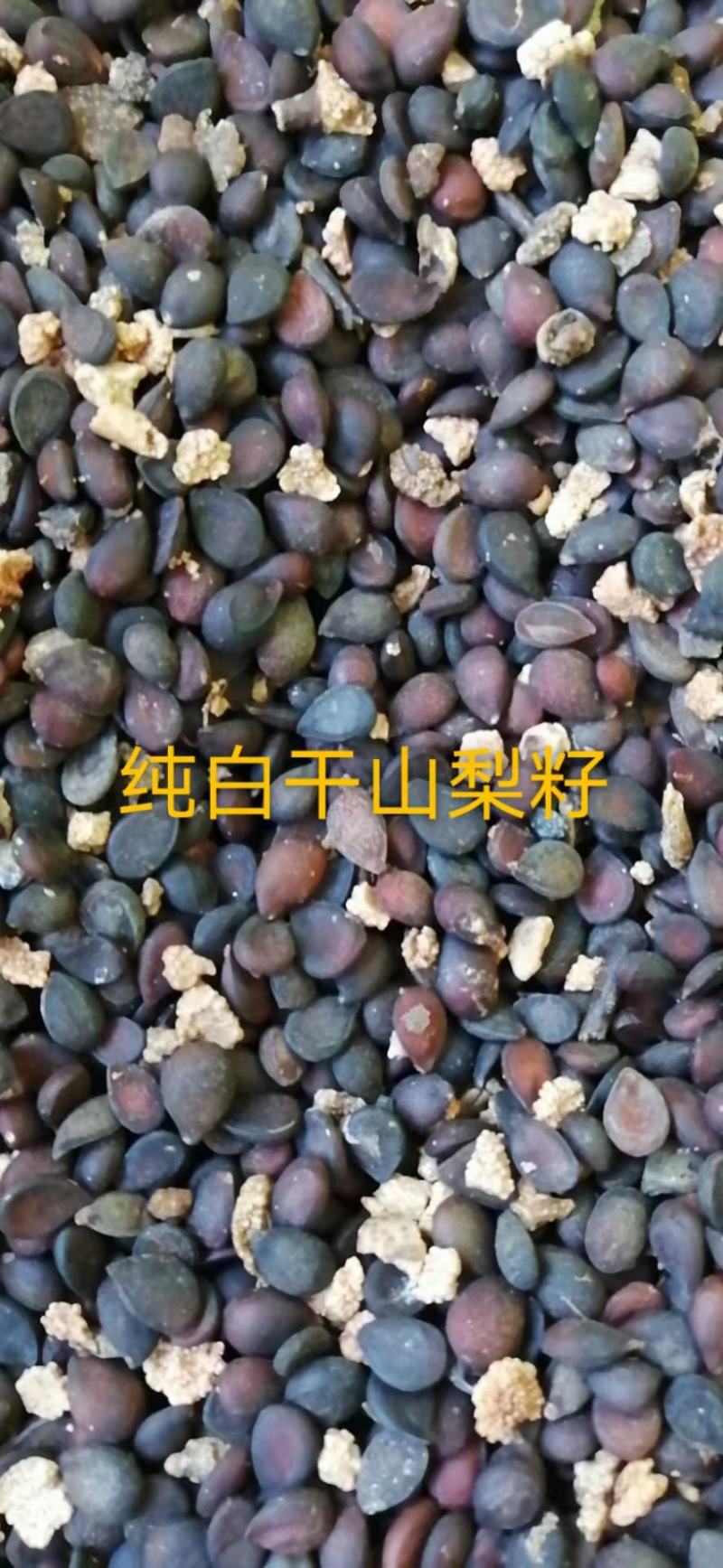 梨籽白杆山梨种子梨树种子