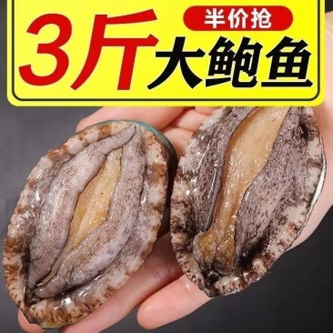 包邮【特大号】鲜活速冻大鲍鱼新鲜冷冻大鲍鱼多规格可选
