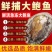 包邮【特大号】鲜活速冻大鲍鱼新鲜冷冻大鲍鱼多规格可选