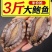包邮【特大号】鲜活速冻大鲍鱼新鲜冷冻大鲍鱼多规格可选