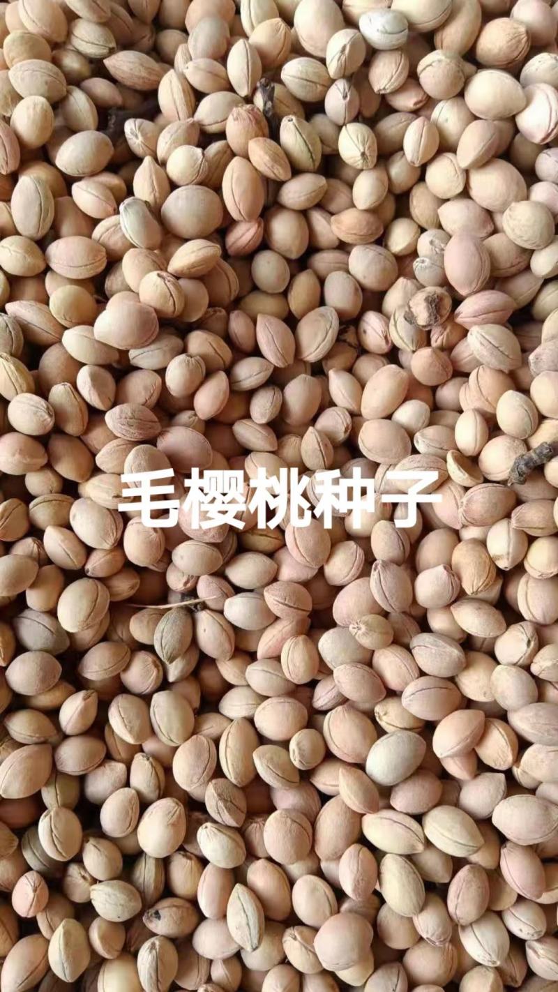 毛樱桃种子中华樱桃种子樱桃种子