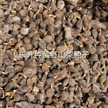 山梨种子野山梨种子梨籽梨树种子梨