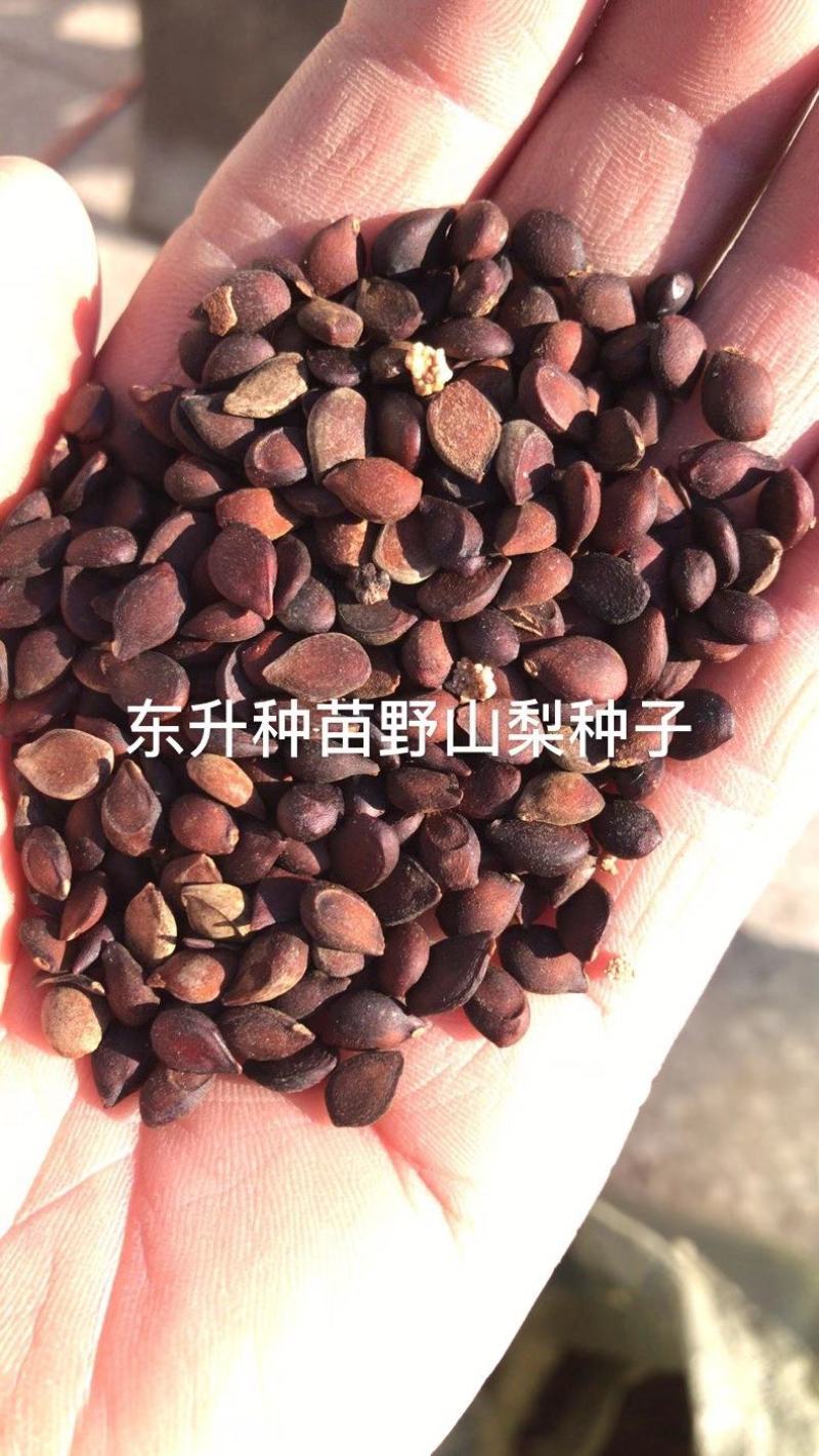 山梨种子野山梨种子梨籽梨树种子梨