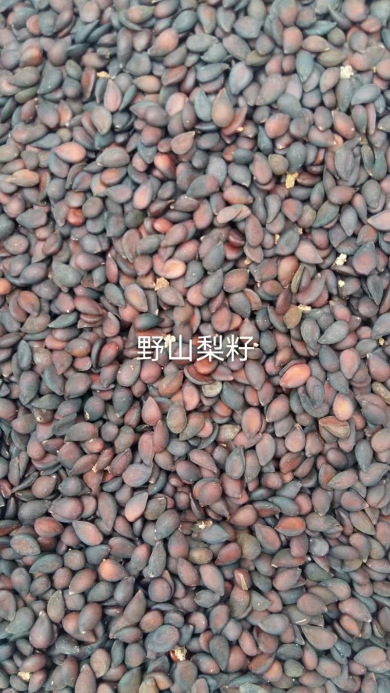 山梨种子野山梨种子梨籽梨树种子梨