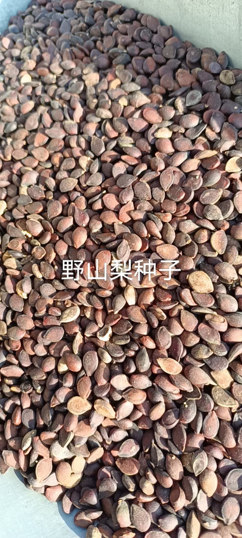 山梨种子野山梨种子梨籽梨树种子梨