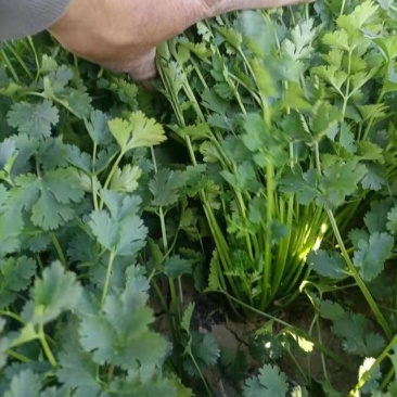 精品香菜