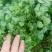 精品香菜