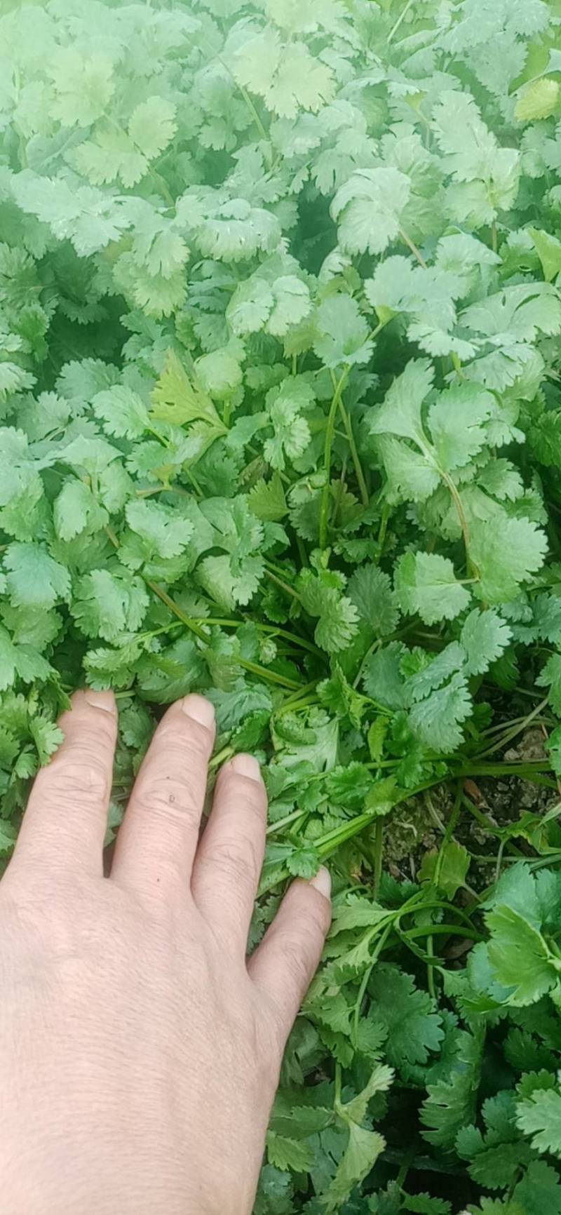 精品香菜