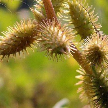 苍耳子