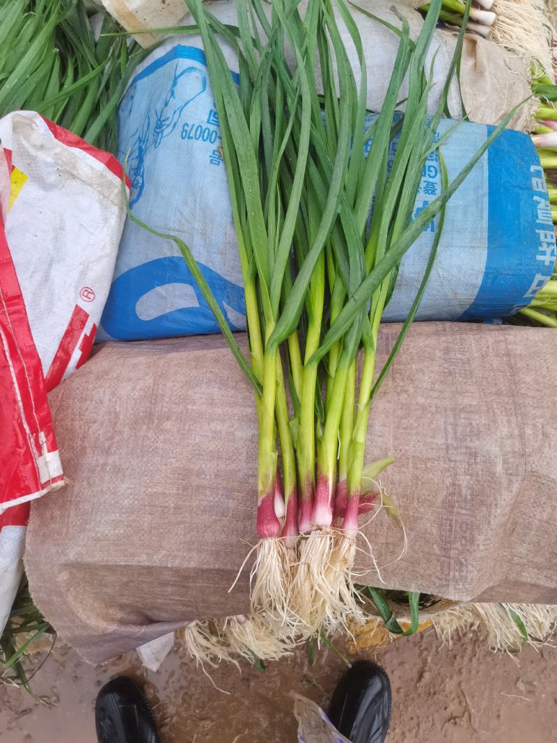 大量出售红根蒜苗，货源充足