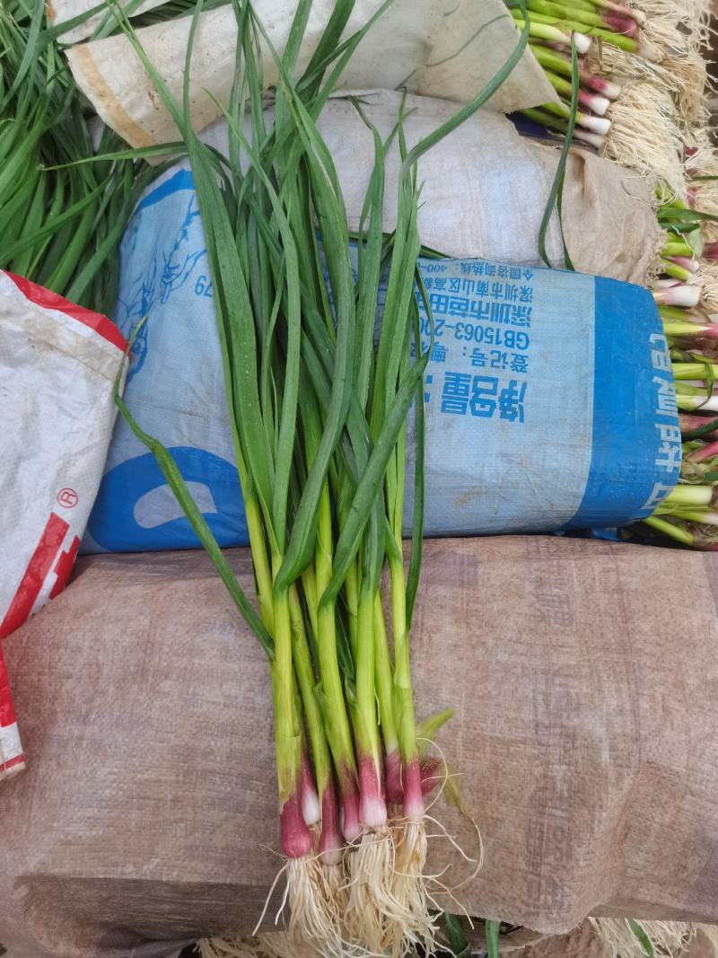 大量出售红根蒜苗，货源充足