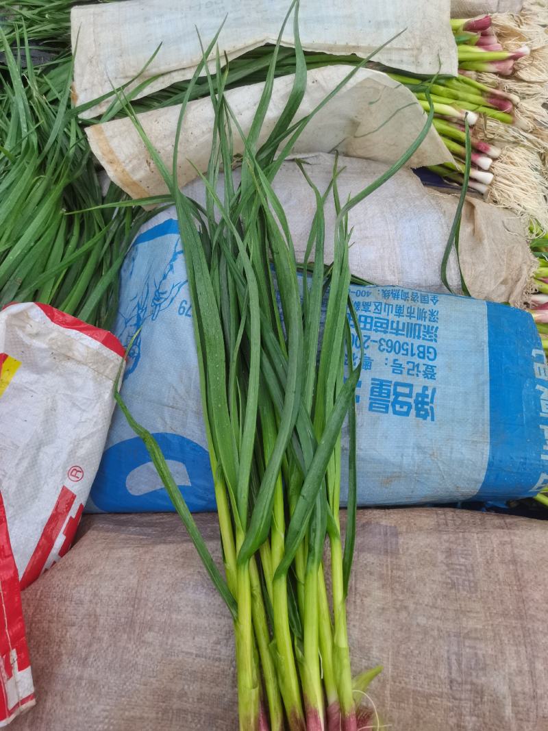 大量出售红根蒜苗，货源充足