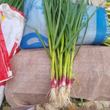 大量出售红根蒜苗，货源充足