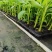 广西农科院制种香蕉苗金粉一号蕉苗/香蕉苗、西贡粉蕉苗