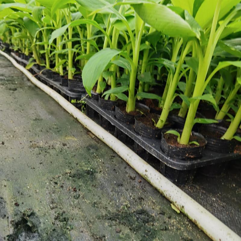广西农科院制种香蕉苗金粉一号蕉苗/香蕉苗、西贡粉蕉苗