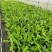 广西农科院制种香蕉苗金粉一号蕉苗/香蕉苗、西贡粉蕉苗