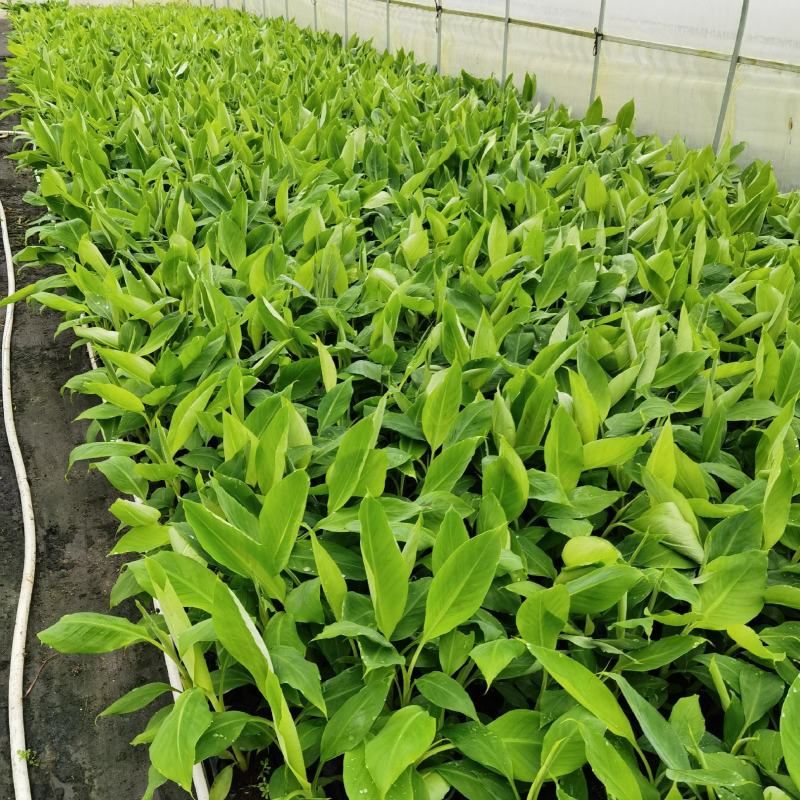 广西农科院制种香蕉苗金粉一号蕉苗/香蕉苗、西贡粉蕉苗
