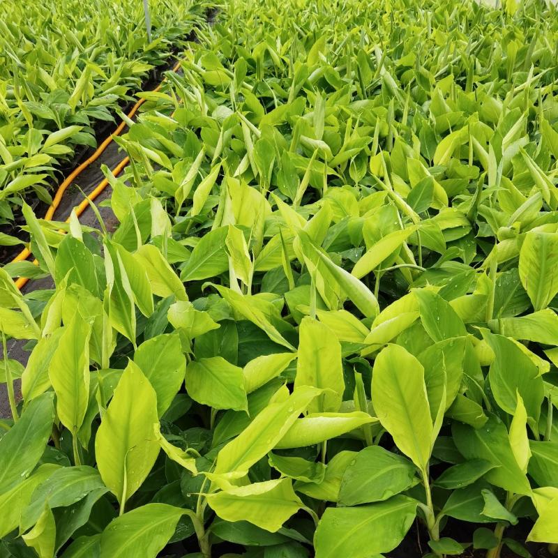 广西农科院制种香蕉苗金粉一号蕉苗/香蕉苗、西贡粉蕉苗
