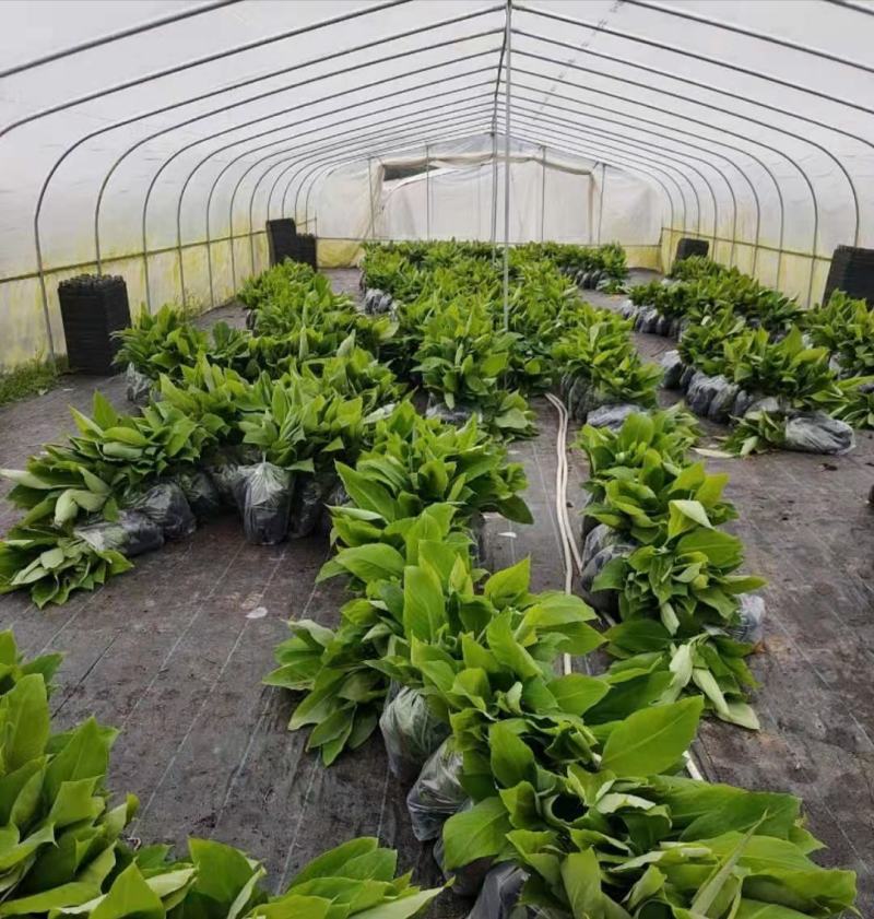 广西农科院制种香蕉苗金粉一号蕉苗/香蕉苗、西贡粉蕉苗
