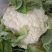 精品花菜苗，松花菜苗，货源充足，品质保证，欢迎选购