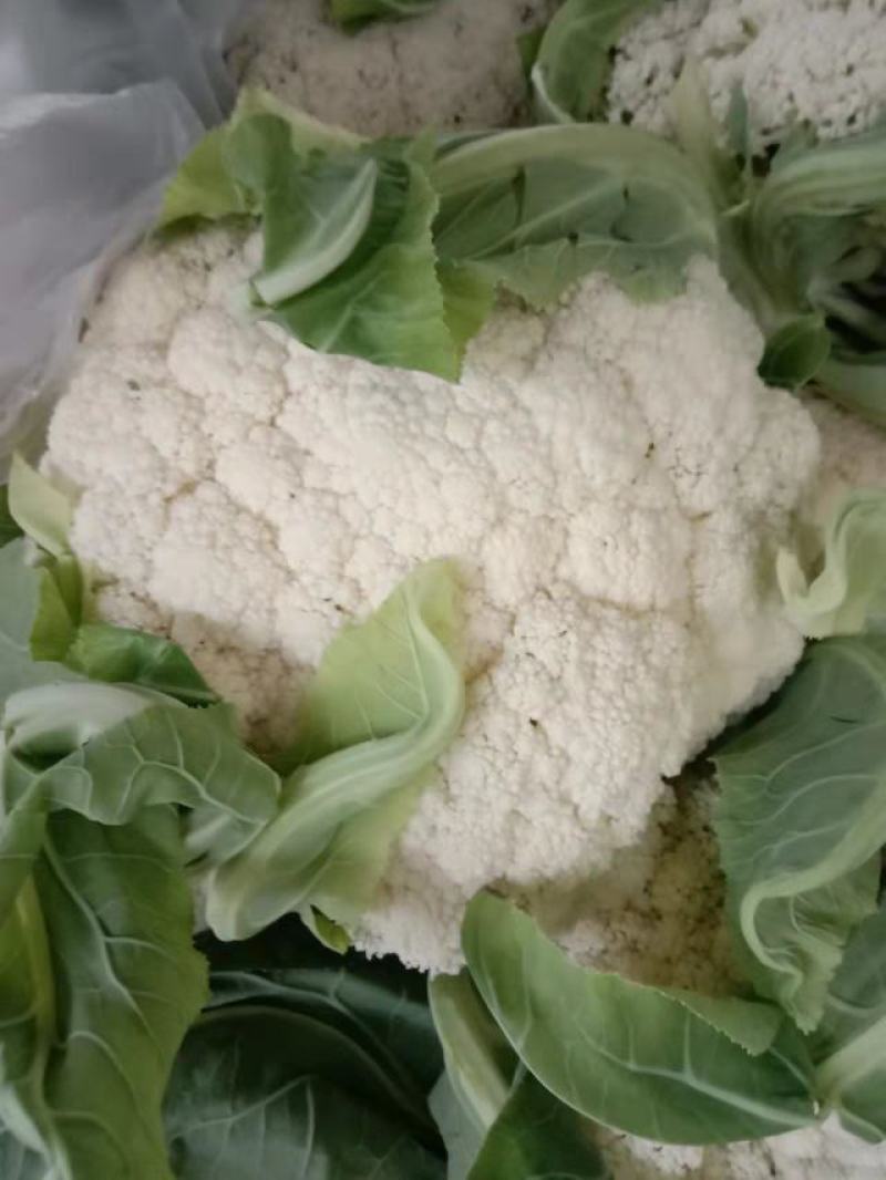 精品花菜苗，松花菜苗，货源充足，品质保证，欢迎选购