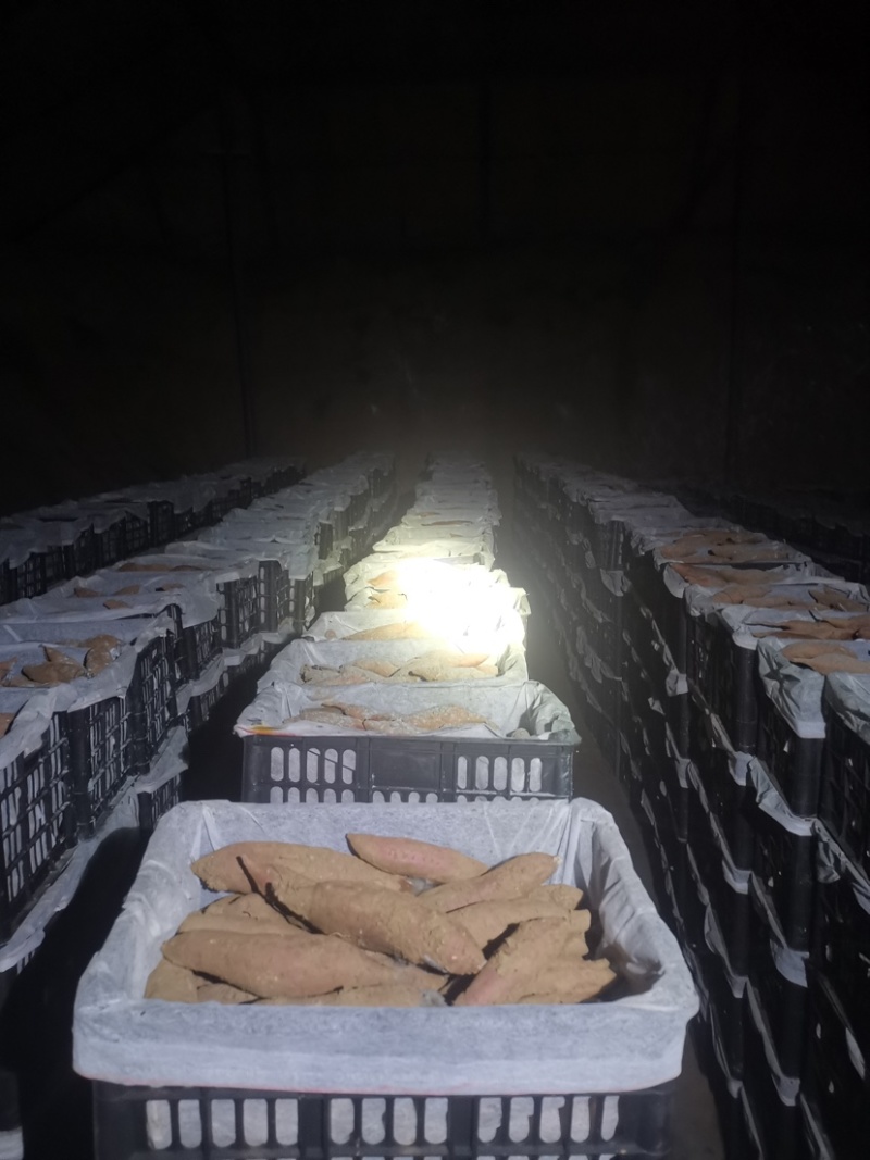 基地自种秦薯五号板栗红薯