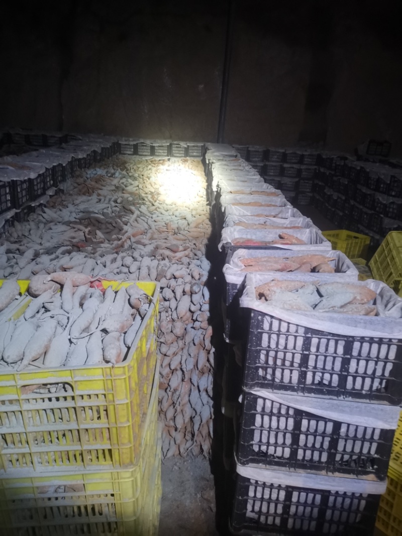 基地自种秦薯五号板栗红薯