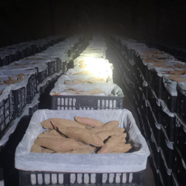 基地自种秦薯五号板栗红薯