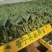 【荐】精品西兰花苗，货源充足，品质保证，欢迎客商来选购