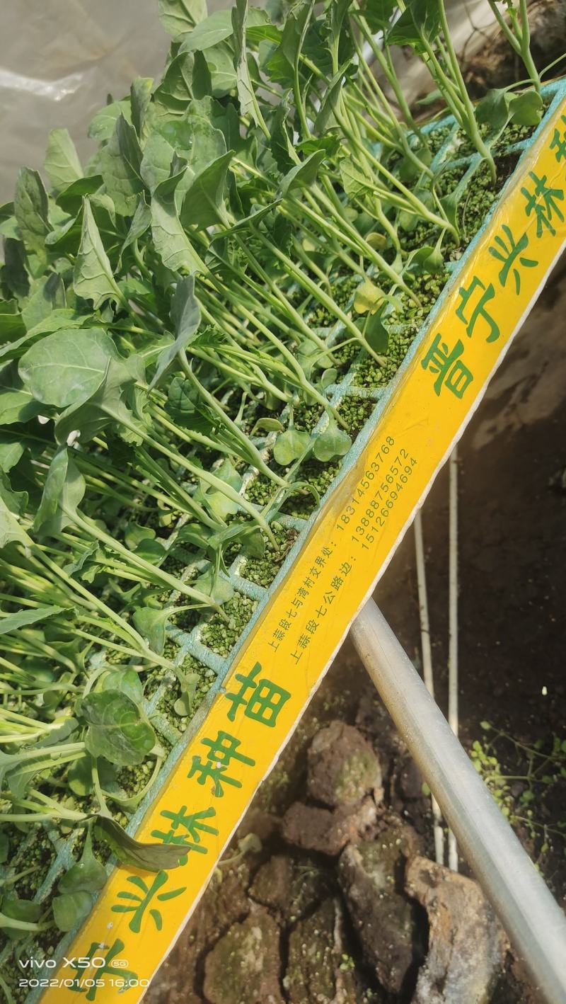 【荐】精品西兰花苗，货源充足，品质保证，欢迎客商来选购