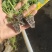 【荐】精品西兰花苗，货源充足，品质保证，欢迎客商来选购