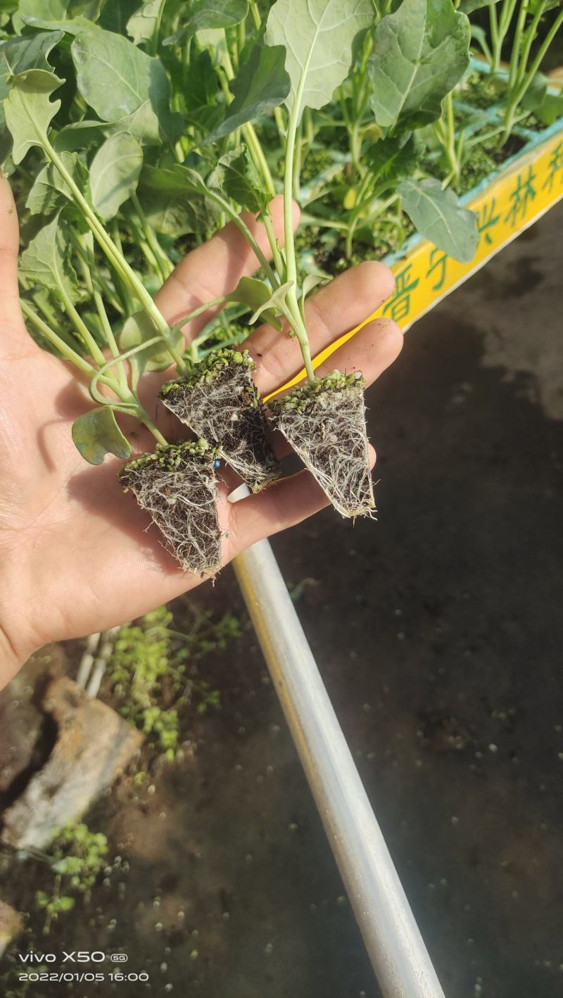 【荐】精品西兰花苗，货源充足，品质保证，欢迎客商来选购