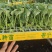 【荐】精品西兰花苗，货源充足，品质保证，欢迎客商来选购