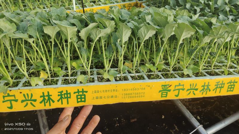 【荐】精品西兰花苗，货源充足，品质保证，欢迎客商来选购