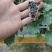 【荐】精品西兰花苗，货源充足，品质保证，欢迎客商来选购
