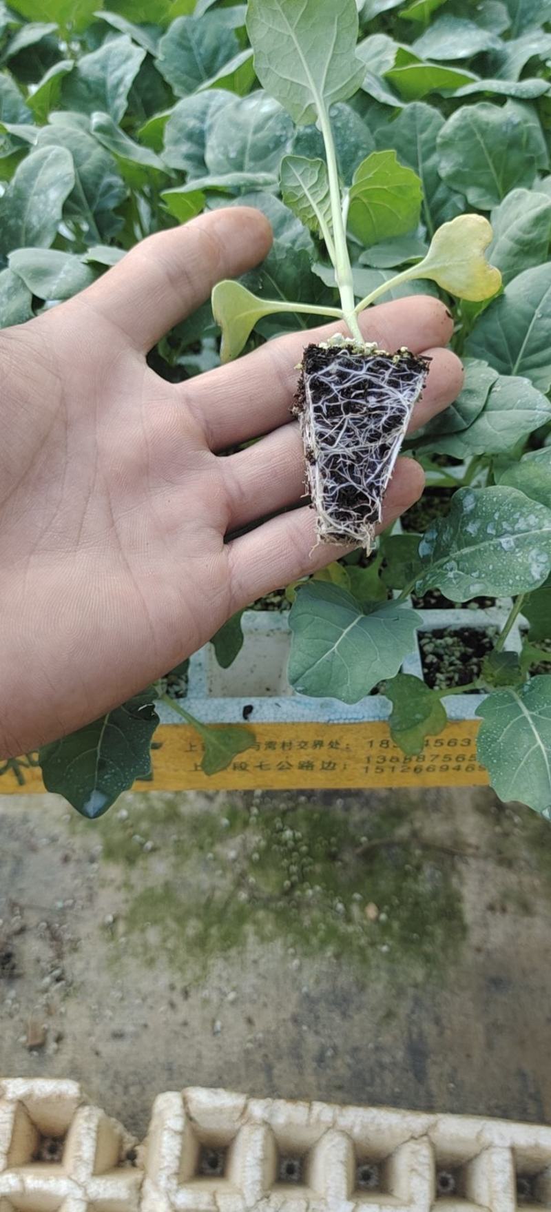 【荐】精品西兰花苗，货源充足，品质保证，欢迎客商来选购