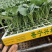 【荐】精品西兰花苗，货源充足，品质保证，欢迎客商来选购