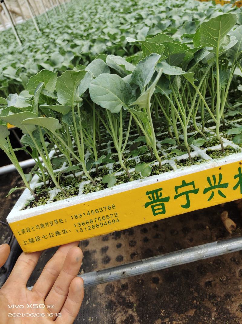 【荐】精品西兰花苗，货源充足，品质保证，欢迎客商来选购