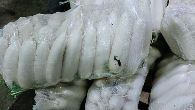 福建漳州精品白萝卜，一手货源，泥萝卜大量上市