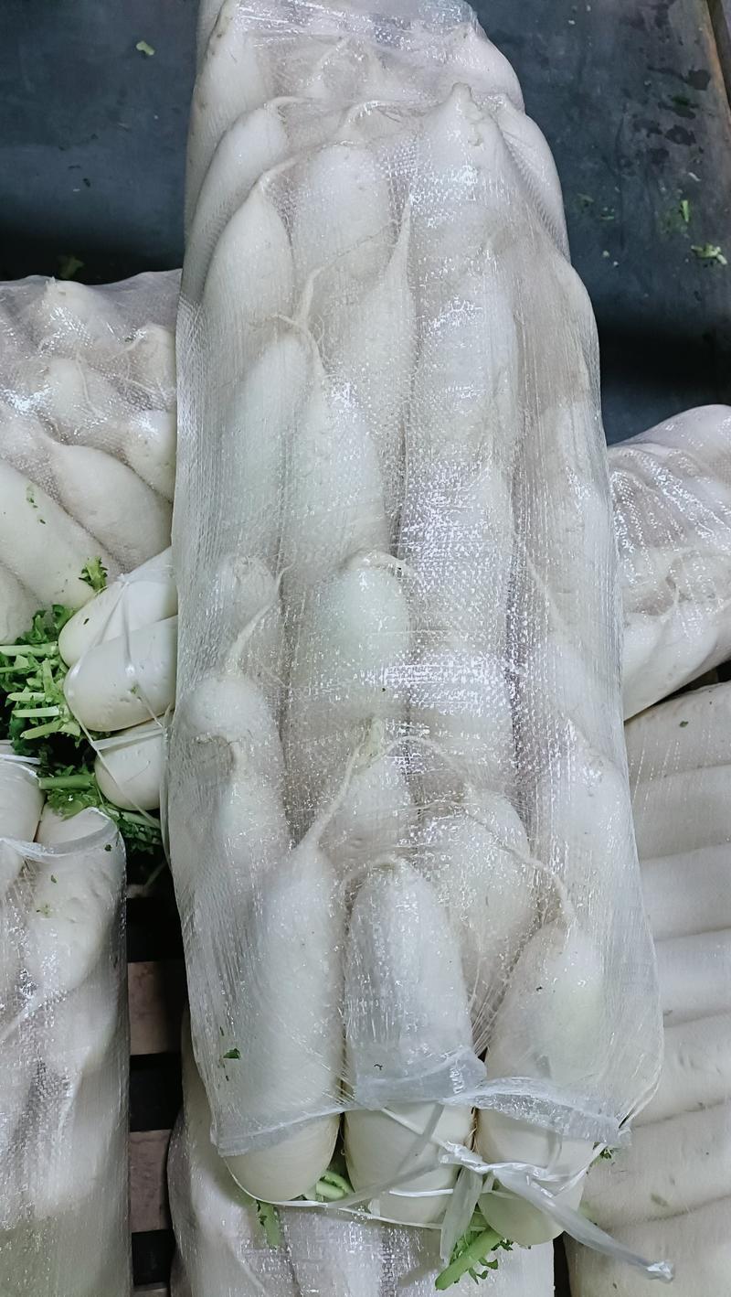 福建漳州精品白萝卜，一手货源，泥萝卜大量上市